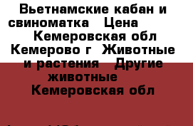  Вьетнамские кабан и свиноматка › Цена ­ 25 000 - Кемеровская обл., Кемерово г. Животные и растения » Другие животные   . Кемеровская обл.